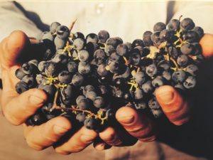 Harvest Grapes My Israel Wine Tours